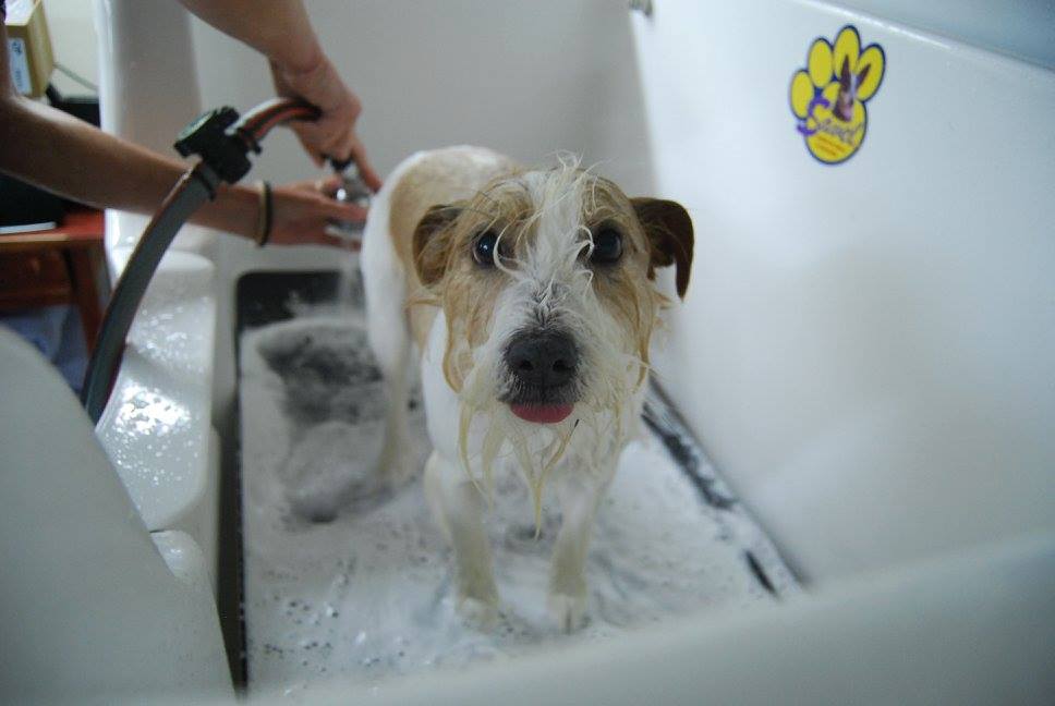 Dog Grooming Puppy Grooming Epsom Auckland