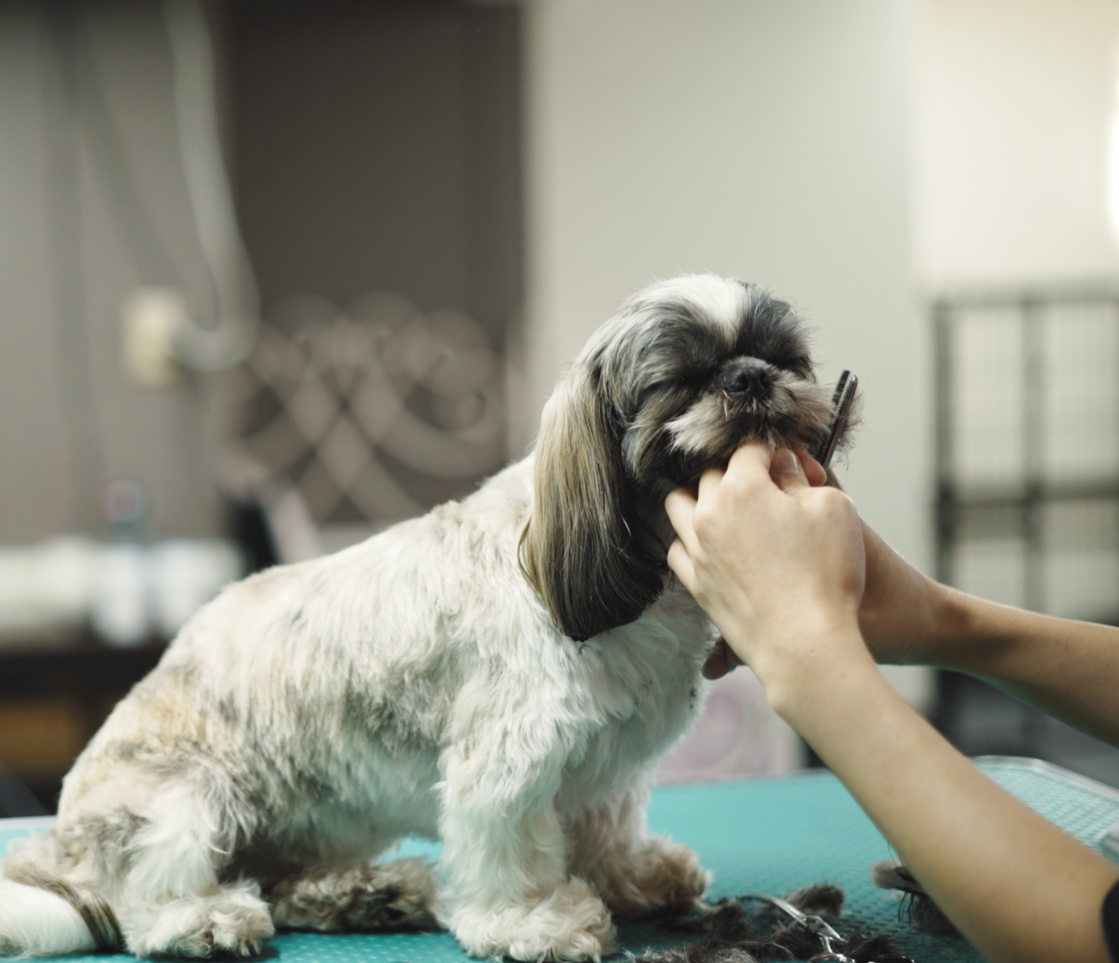 Dog Grooming Puppy Grooming Epsom Auckland