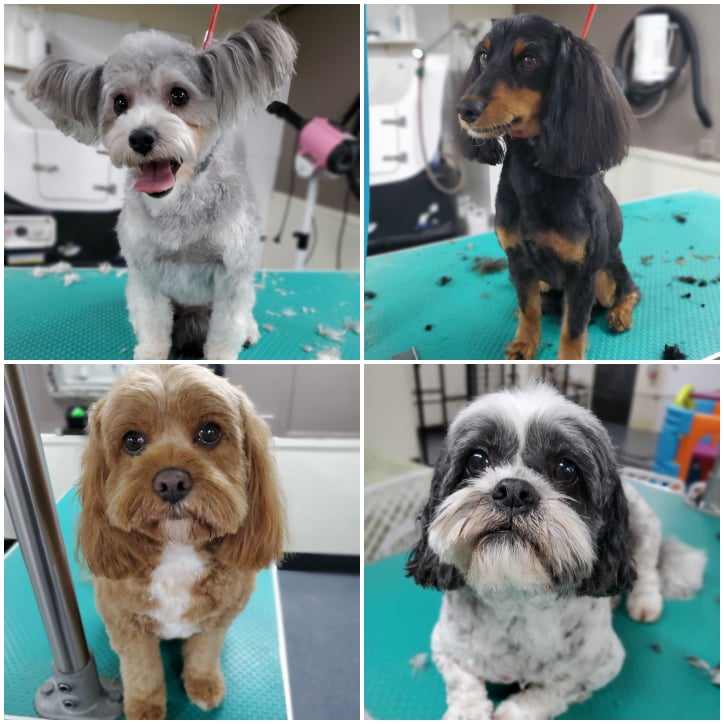 Dog Grooming Puppy Grooming Epsom Auckland