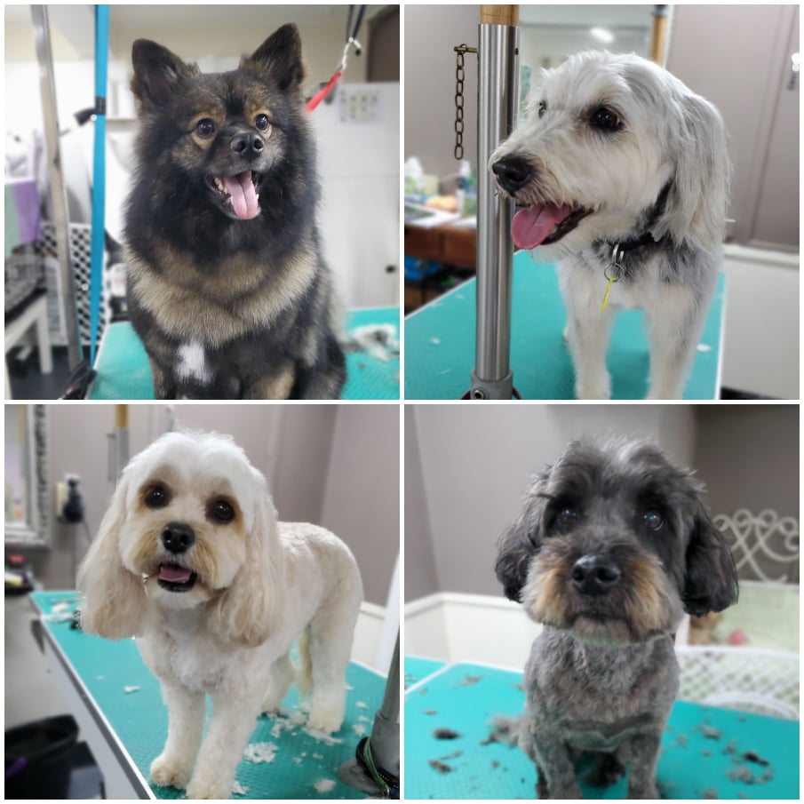 Dog Grooming Puppy Grooming Epsom Auckland