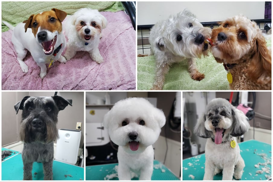  Studio Hound Dog Grooming Dog Daycare Epsom Auckland