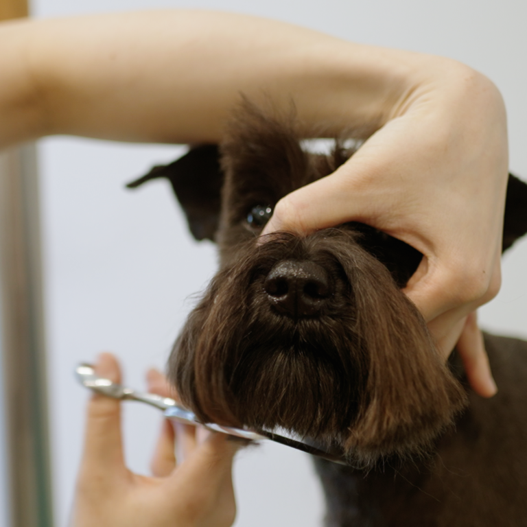 Dog Grooming Puppy Grooming Epsom Auckland